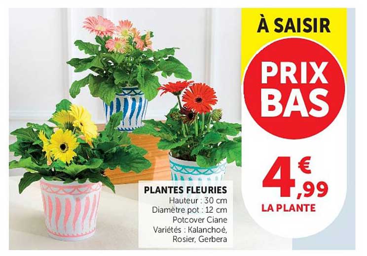 PLANTES FLEURIES