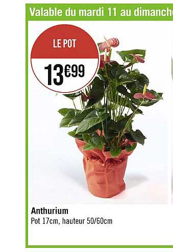 Anthurium