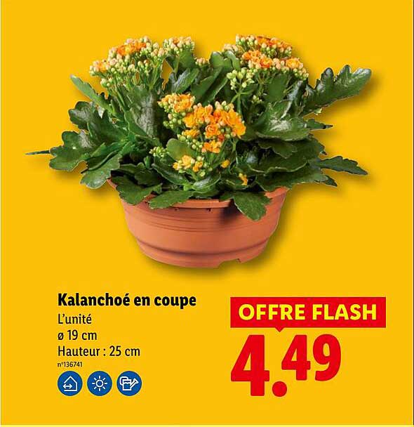 Kalanchoë en coupe