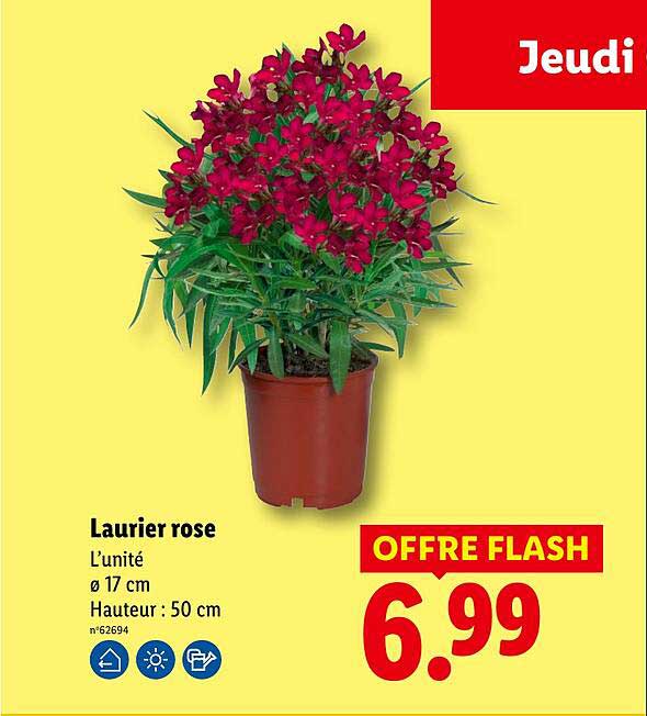 Laurier rose
