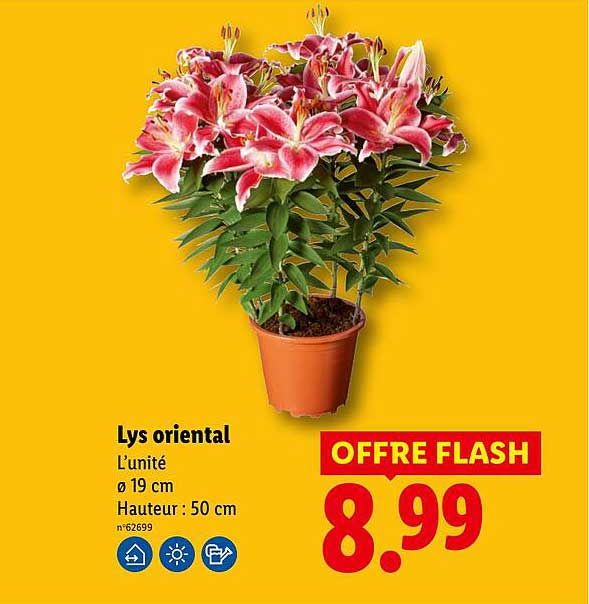 Lys oriental