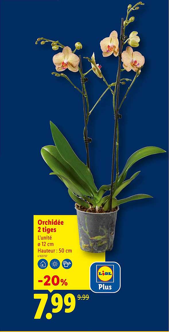 Orchidée 2 tiges