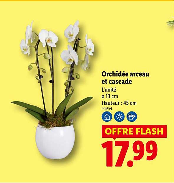 Orchidée arceau et cascade