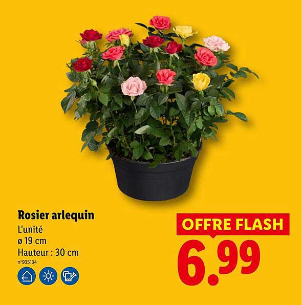 Rosier arlequin