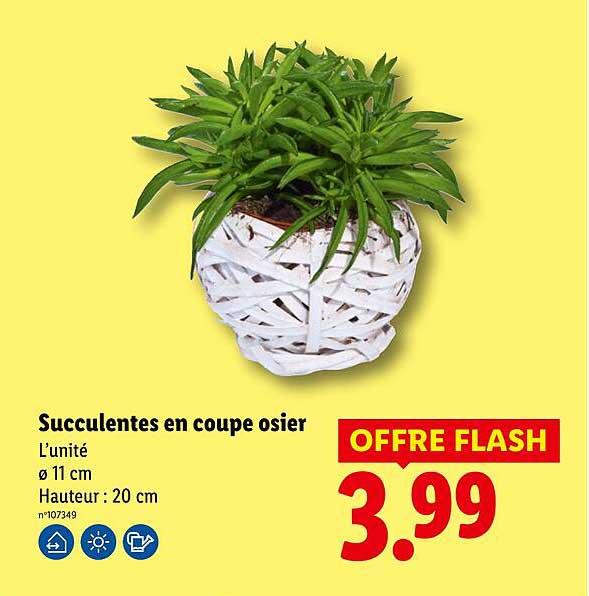 Succulentes en coupe osier
