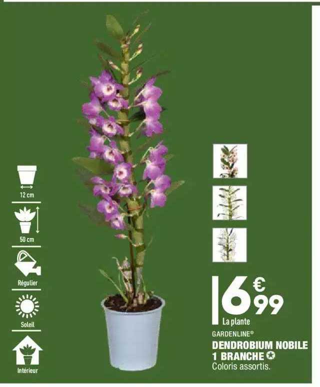 dendrobium nobile 1 branche gardenline