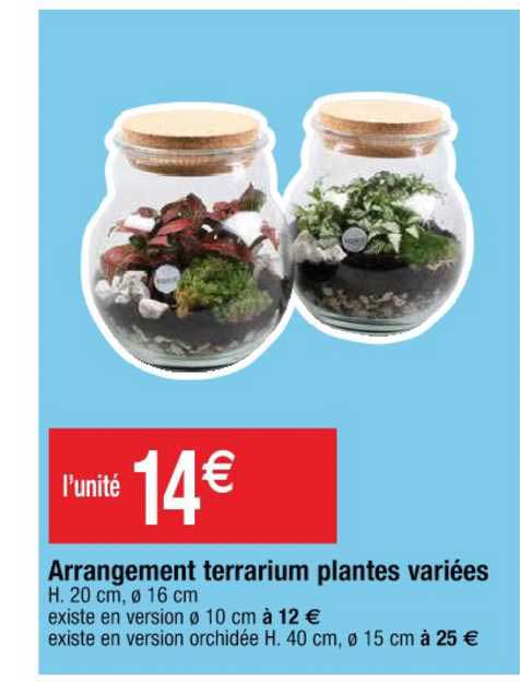 arrangement terrarium plantes variées
