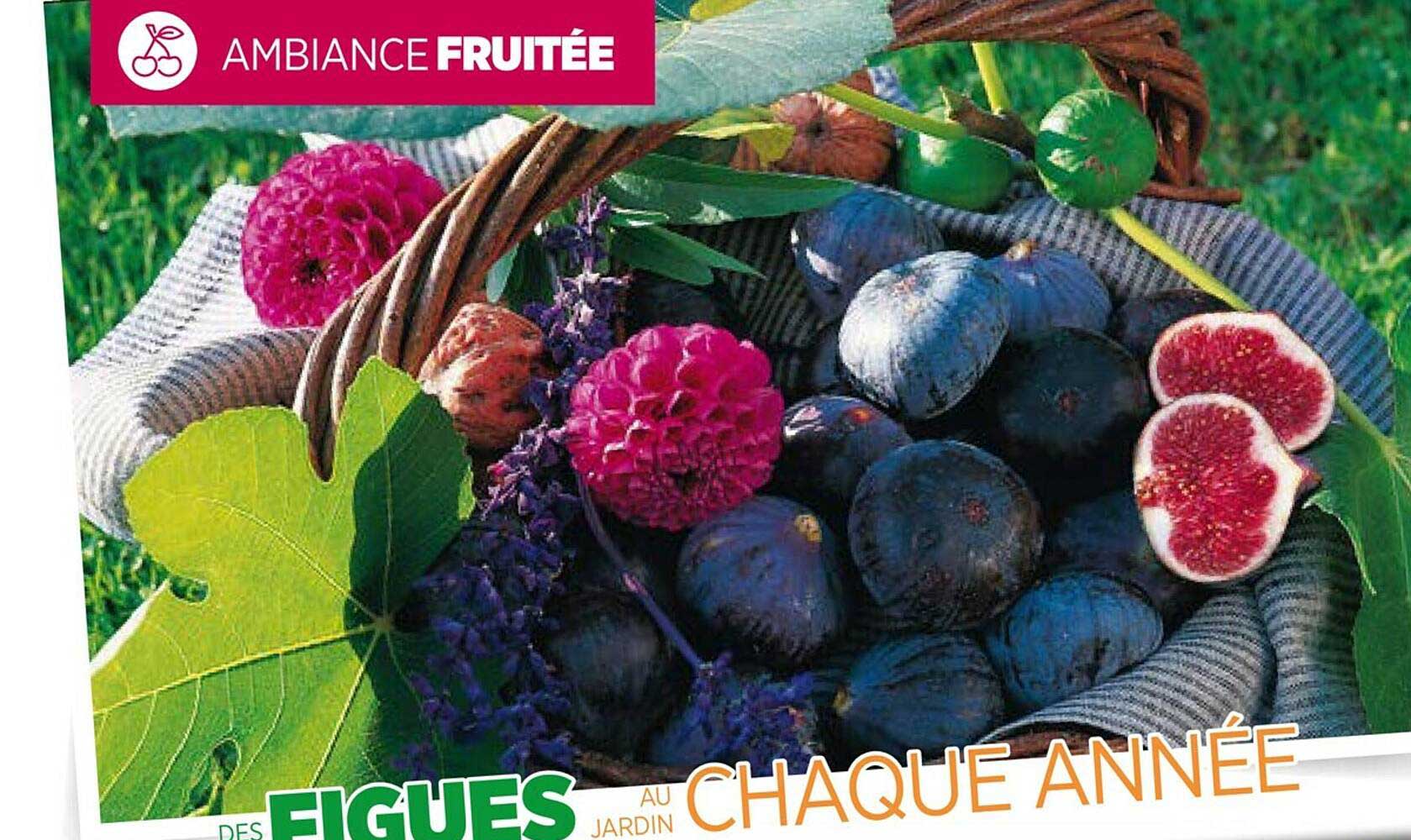 ambiance fruitée