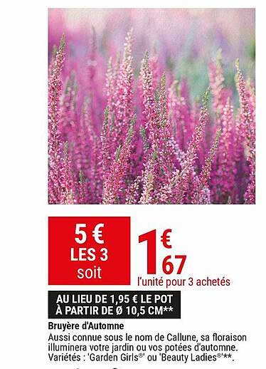 bruyère d'automne