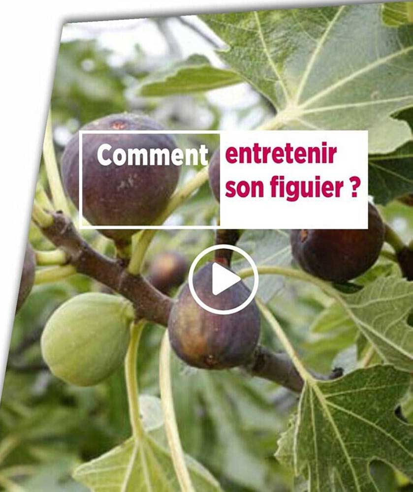 comment entretenir son figuier?