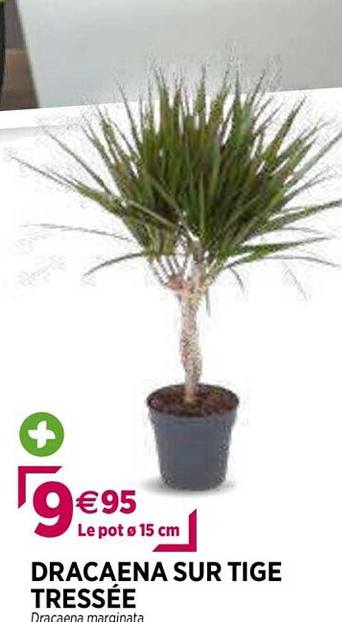 dracaena sur tige tressée
