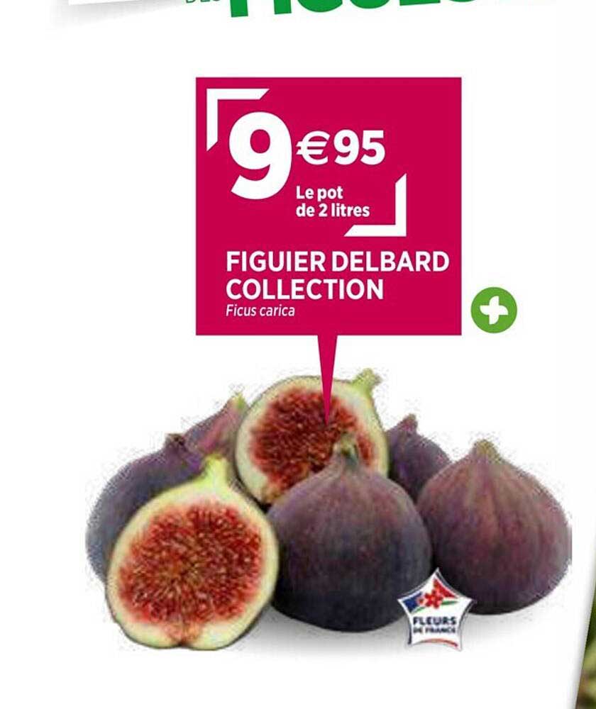 figuier delbard collection