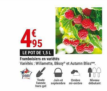 framboisiers en variété : willamette, blissy et autumn bliss