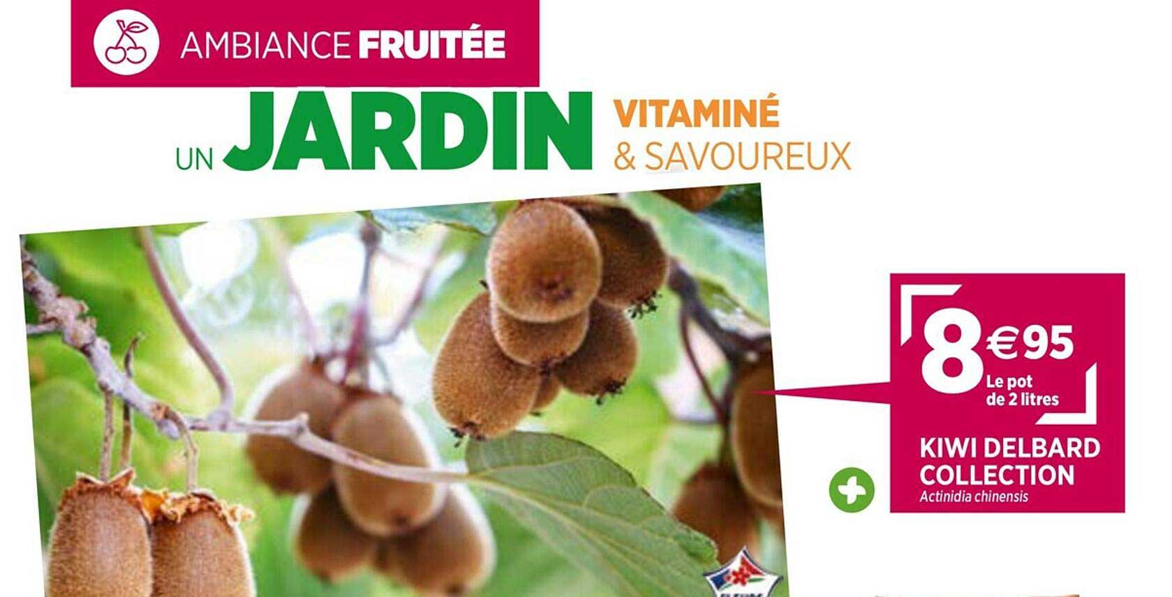 kiwi delbard collection