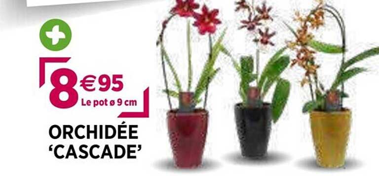 Orchidée "cascade"