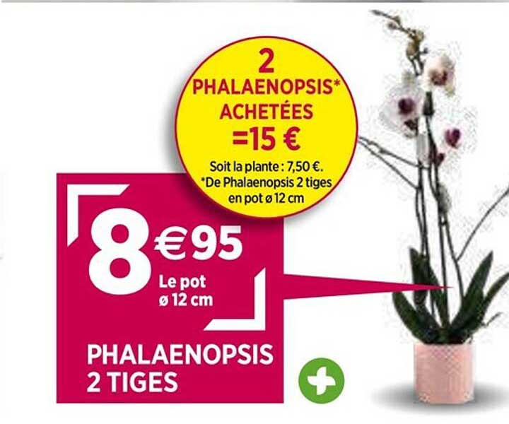 Phalaenopsis 2 Tiges