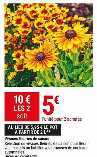 vivaces fleuries de saison