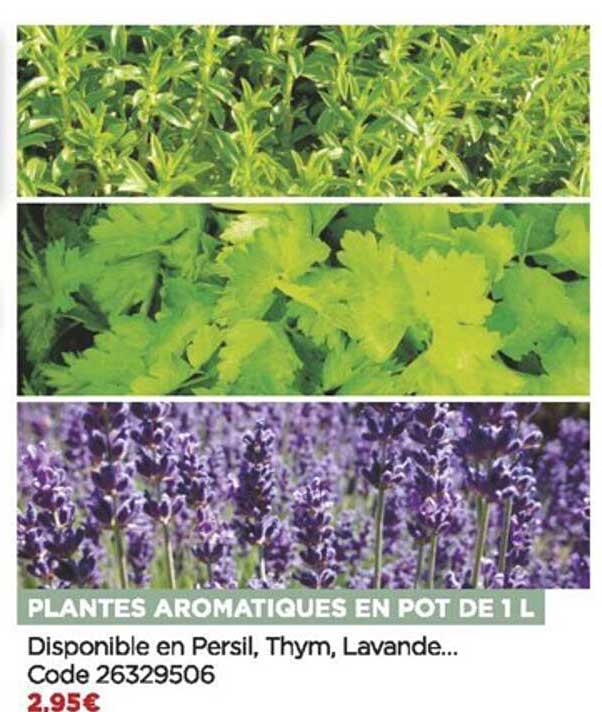 Plantes Aromatiques En Pot De 1l