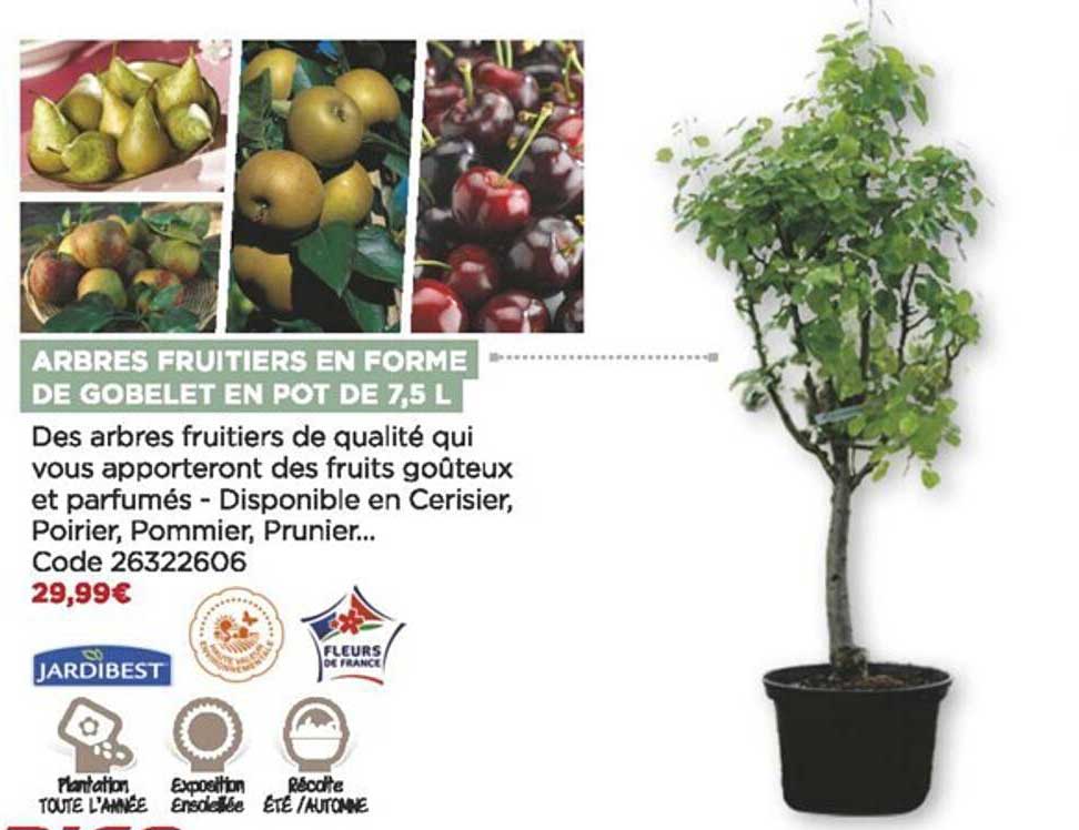 arbres fruitiers en forme de gobelet en pot de 7,5l jardibest