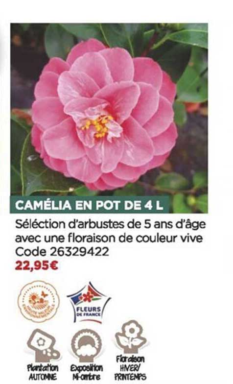 Camélia En Pot De 4l