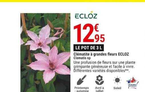 clématite à grandes fleurs ecloz