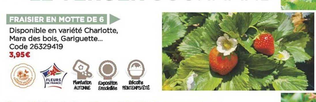 fraisier en motte de 6