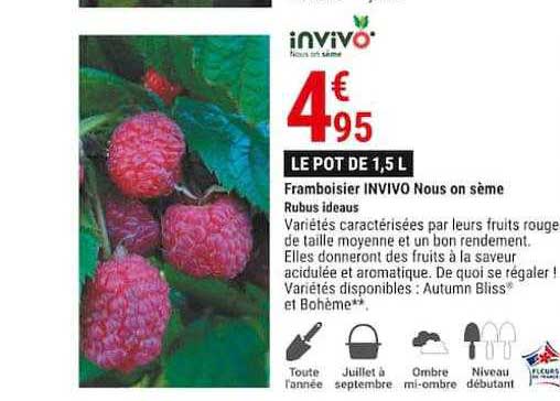 framboisier invivo nous on sème rubus ideaus
