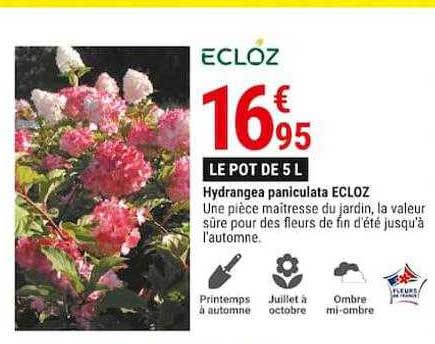Hydrangea Paniculata Ecloz