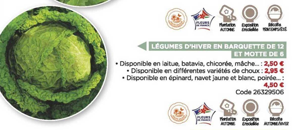légumes d'hiver en barquette de 12 et motte de 6