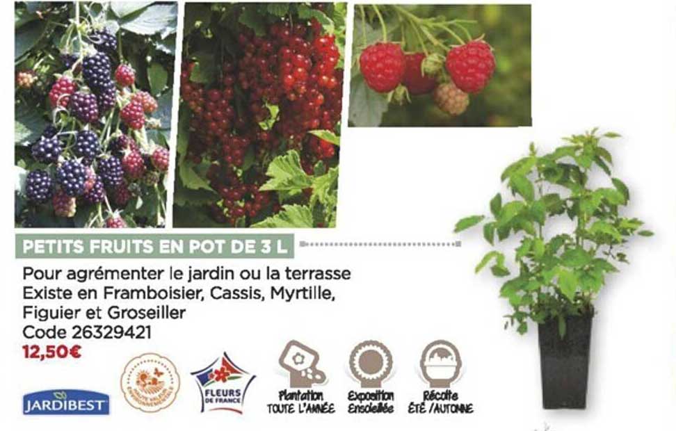 petits fruits en pots de 3l jardibest