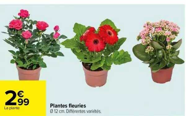 plantes fleuries
