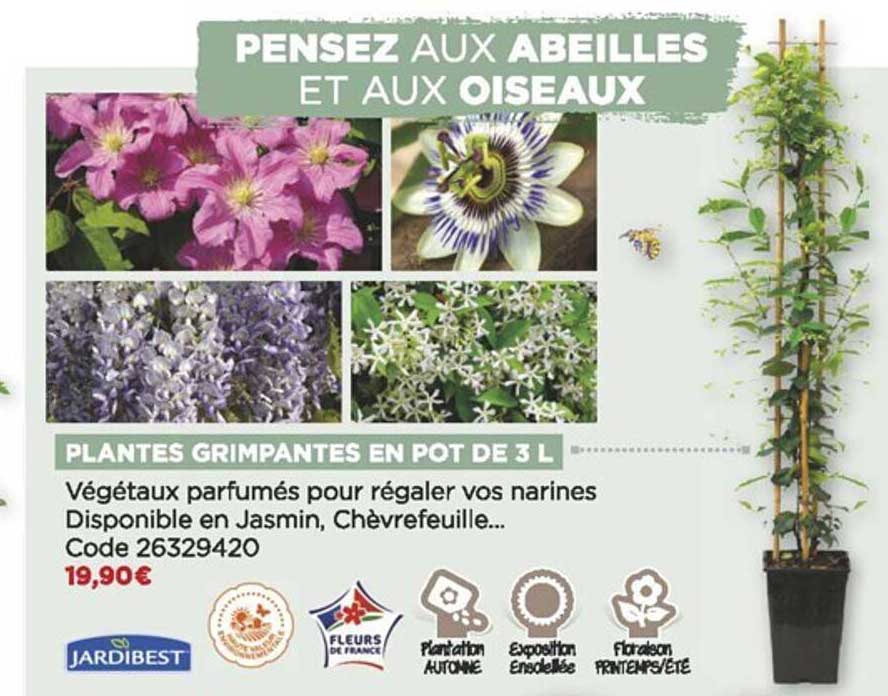 plantes grimpantes en pot de 3l jardibest