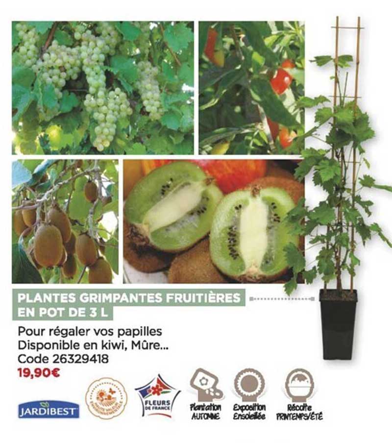 plantes grimpantes fruitières en pot de 3l jardibest