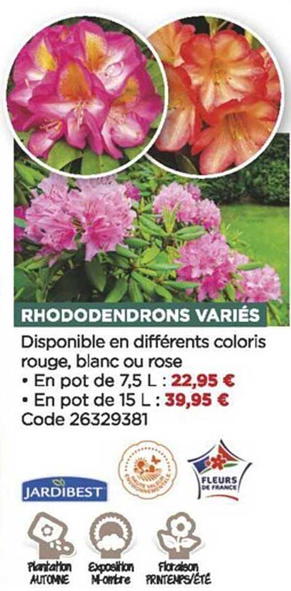 rhododendrons variés jardibest