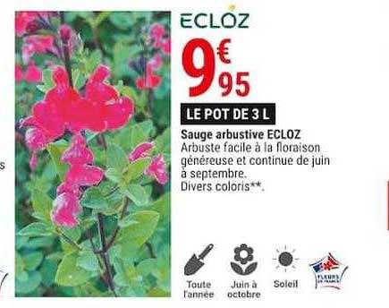 sauge arbustive ecloz