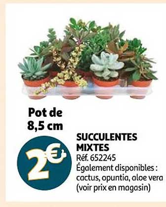 Succulentes Mixtes