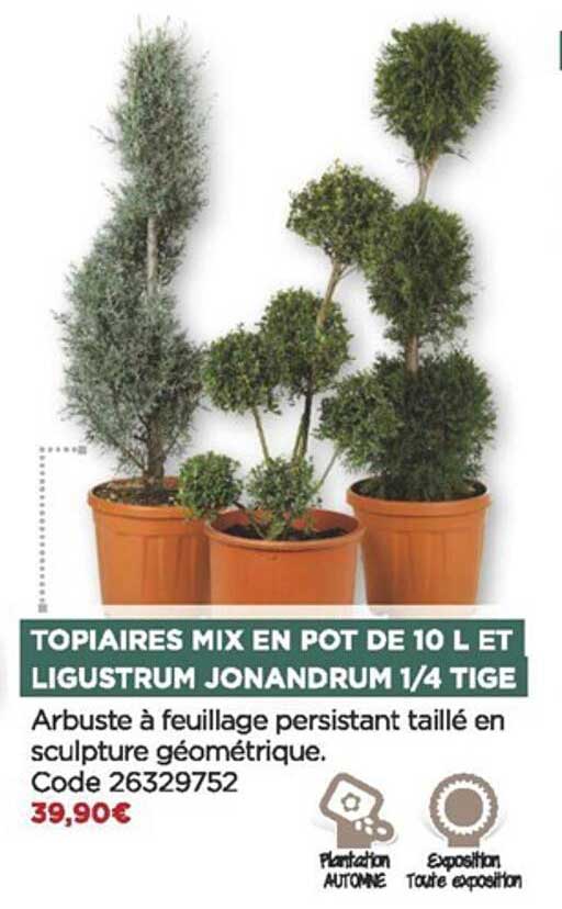 topiaires mix en pot de 10l et ligustrum jonandrum 1-4 tige