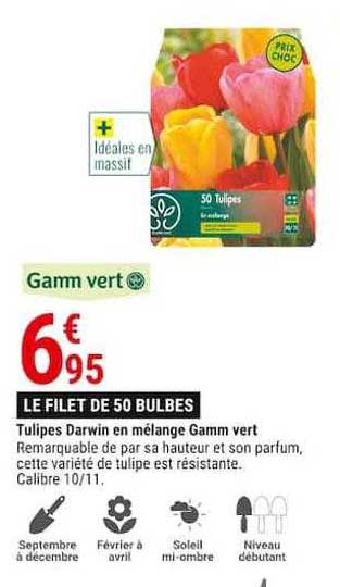 tulipes darwin en mélange gamm vert