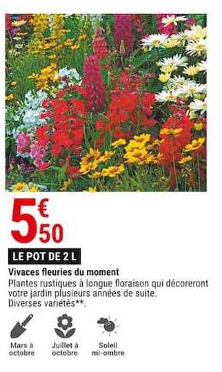 vivaces fleuries du moment