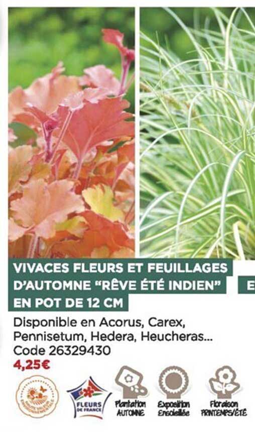 vivaces fleurs et feuillages d'automne "rêve été indien" en pot de 12 cm
