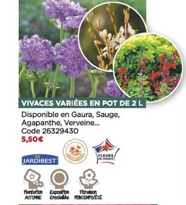 vivaces variées en pot de 2l jardibest