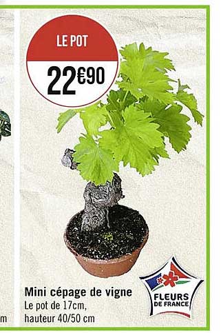 mini cépage de vigne