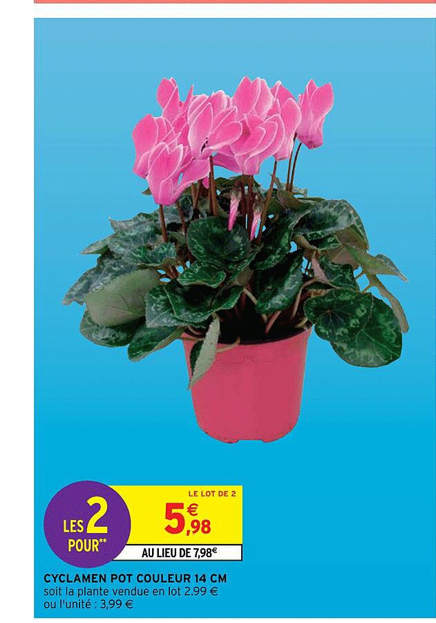 Cyclamen Pot Couleur 14 Cm