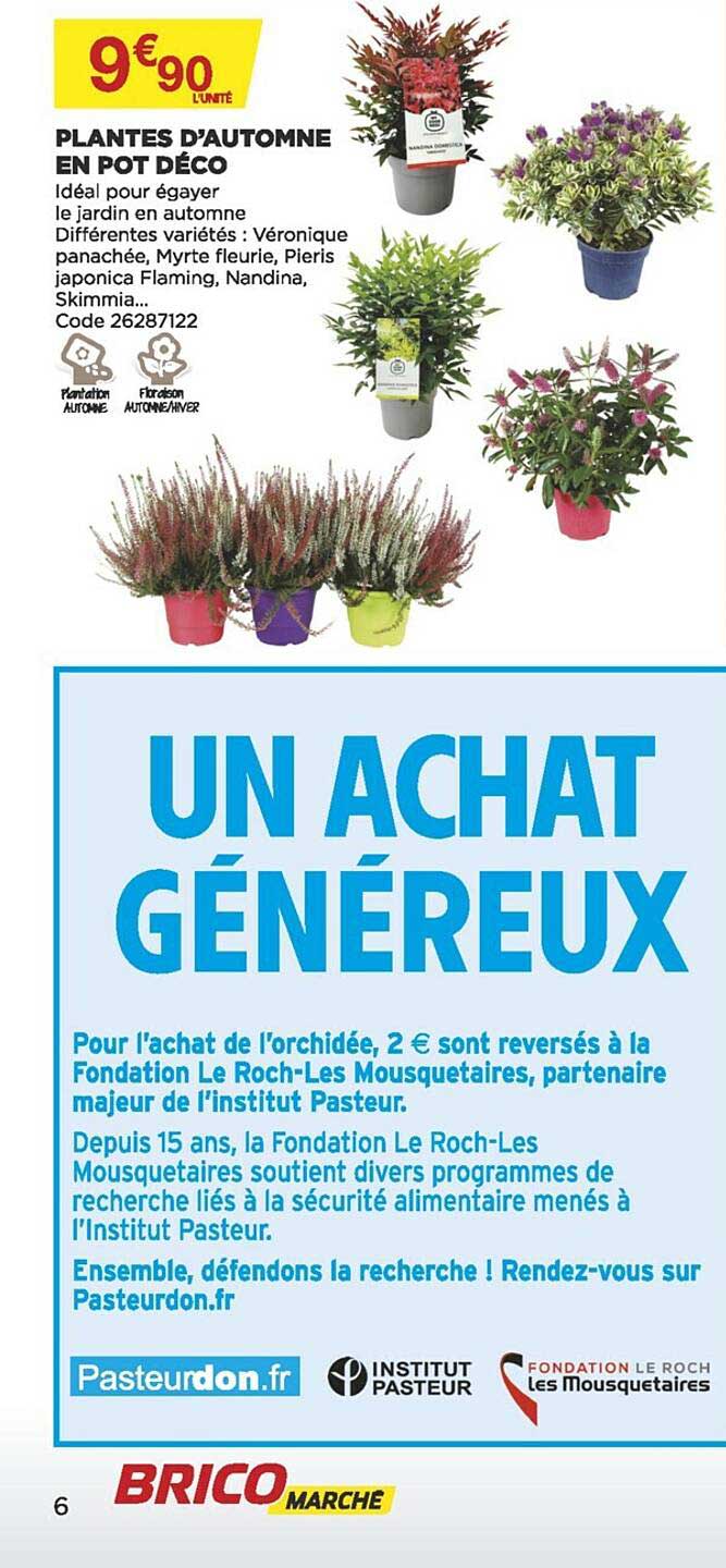 plantes d'automne en pot déco