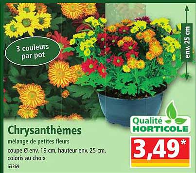 chrysanthèmes mélange de petites fleurs