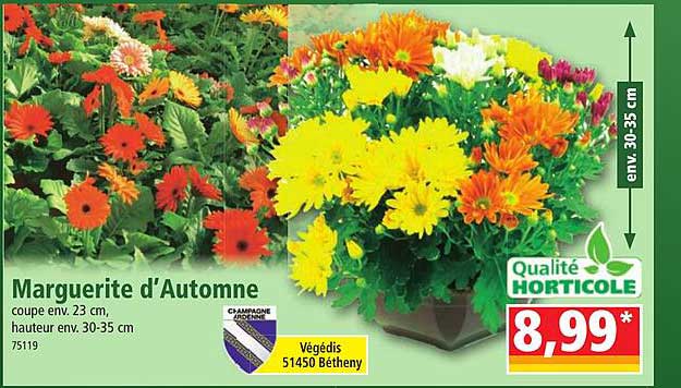 marguerite d'automne