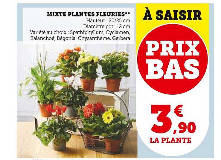 mixte plantes fleuries