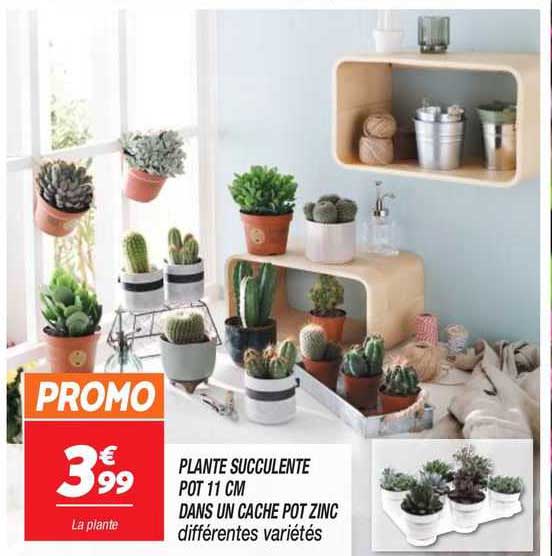 plante succulente pot 11 cm dans un cache pot zinc