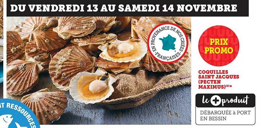 coquilles saint jacques pecten maximus