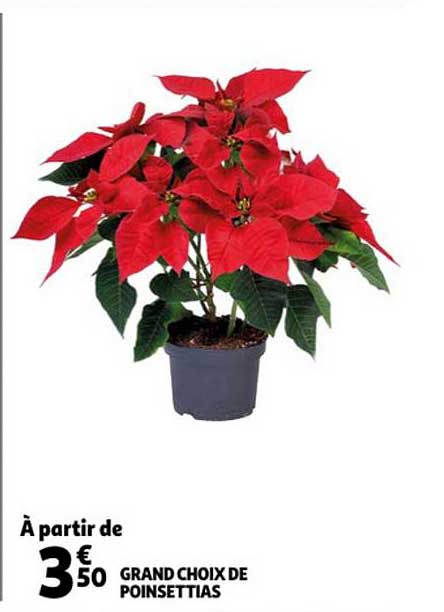 Grand Choix De Poinsettias